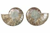 Cut & Polished, Crystal-Filled Ammonite Fossil - Madagascar #282639-1